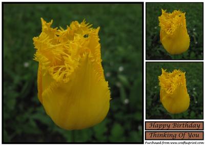 Floral Tulip Topper