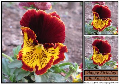 Pansy Topper