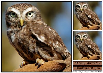 Little Owl Toppper