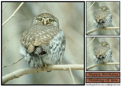 Northern Pygmy Owl Topper
