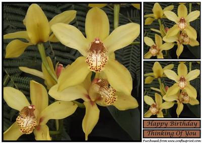 Yellow Orchids Topper