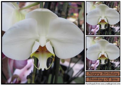 White Orchid Topper