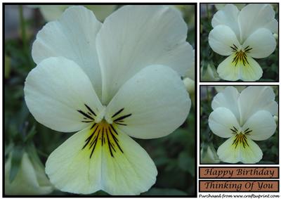 White Pansy Topper