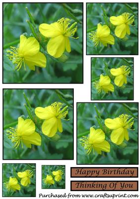 Yellow Flowers Toppers