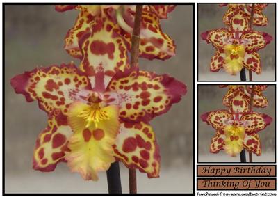 Purple and Yellow Orchid Topper
