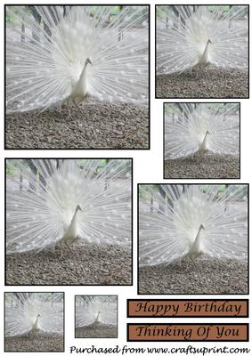 White Peacock Toppers