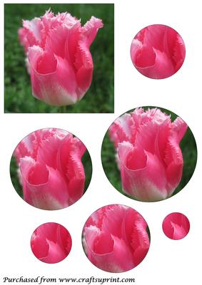 Floral Tulip Circle Pyramid 3