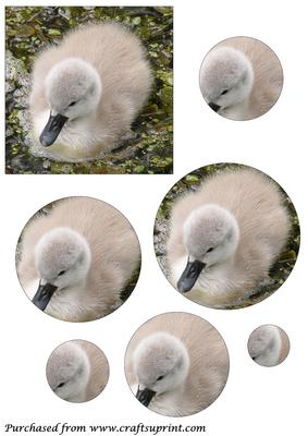 Cute Baby Swan Circle Pyramid