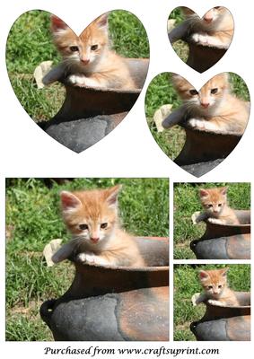 Cute Kitten in a Pot Heart Shaped Pyramid