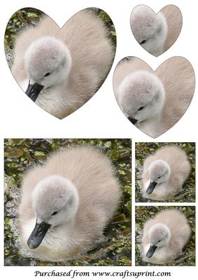 Cute Baby Swan Heart Shaped Pyramid