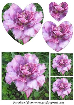 Dewy Rose Heart Shaped Pyramid