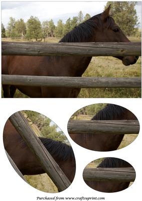 Horse Behind a Fence Oval Pyramid