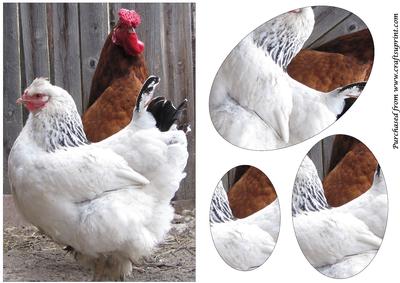 Hen and Cock Oval Pyramid
