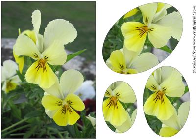 Yellow Pansies Oval Pyramid