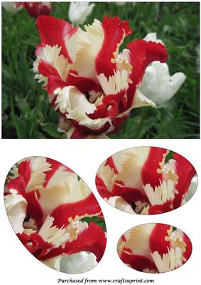 Floral Tulip Oval Pyramid 5
