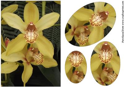 Yellow Orchids Oval Pyramid