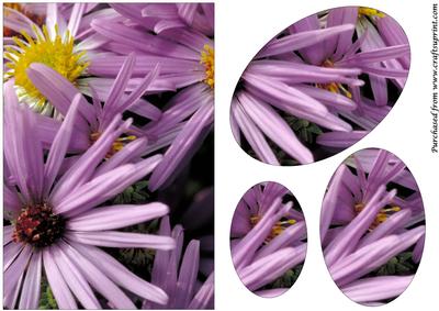 Purple Aster Flowers Oval Pyramid