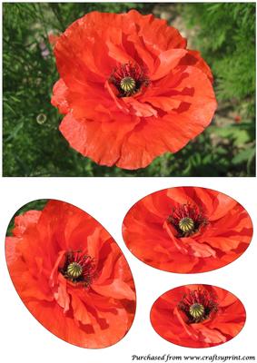 Poppy Oval Pyramage