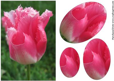 Floral Tulip Oval Pyramid 3