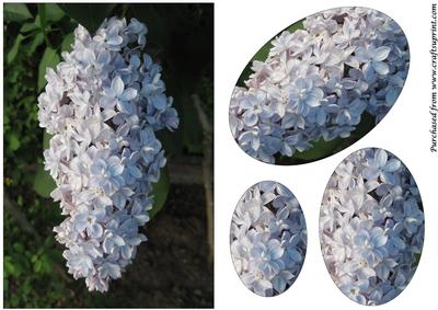 Lilac Flower Oval Pyramid