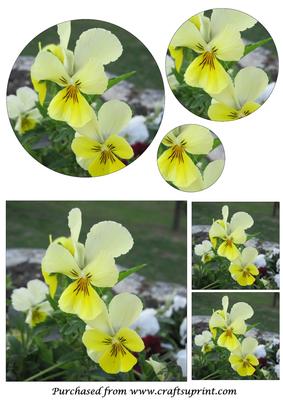 Yellow Pansies Circle Pyramid