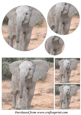 Cute Baby Elephant Circle Pyramid