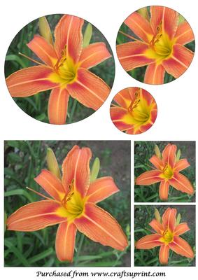 Tiger Lily Circle Pyramid