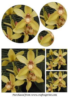 Yellow Orchids Circle Pyramid