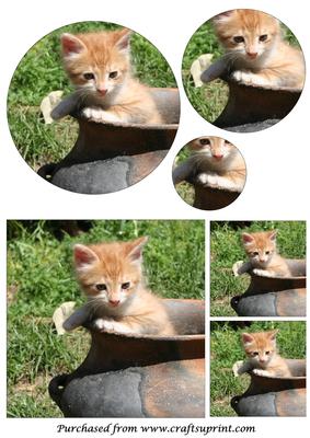 Cute Kitten in a Pot Circle Pyramid