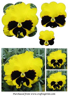 Yellow Pansy Scalloped Pyramid