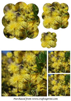 Yellow Wattle Flowers Scalloped Pyramid