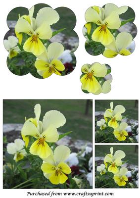 Yellow Pansies Scalloped Pyramid