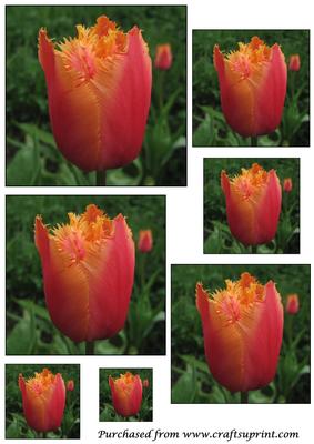 Floral Tulip Toppers 2