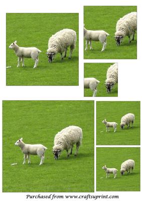 Baby Sheep Square Pyramage