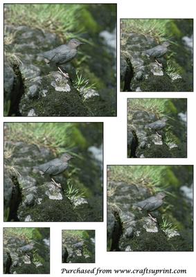 American Dipper Toppers