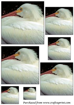 American White Pelican Toppers