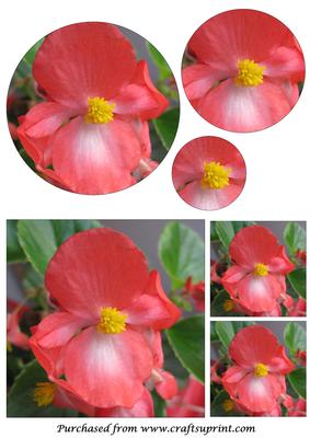 Begonia Flower Circle Pyramid