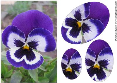 Blue Pansy Oval Pyramage