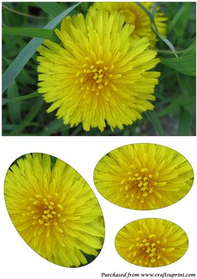 Dandelion Oval Pyramid