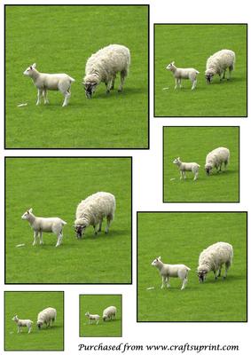 Baby Sheep Toppers