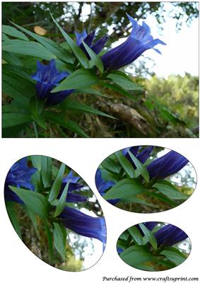 Gentian Flower Oval Pyramid