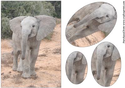 Cute Baby Elephant Oval Pyramid