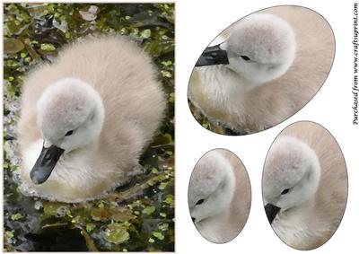 Cute Baby Swan Oval Pyramid