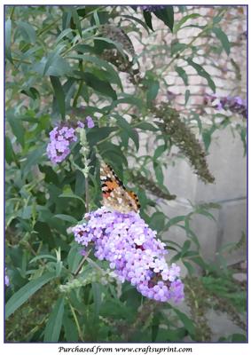 Butterfly and Flower A4