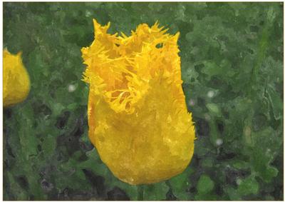 Floral Tulip Watercolour Background