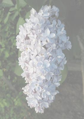 Lilac Flower Vellum