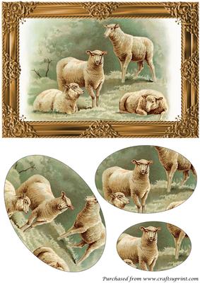 Farm Sheep Oval Pyramid