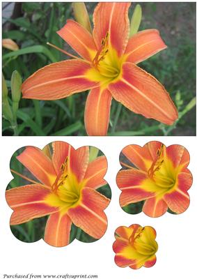 Tiger Lily Scalloped Pyramid