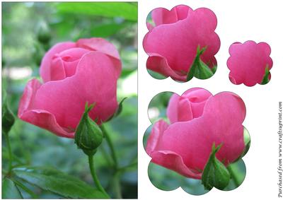 Pink Rose Scalloped Pyramid