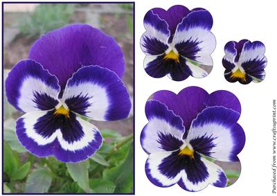 Blue Pansy Scalloped Pyramid